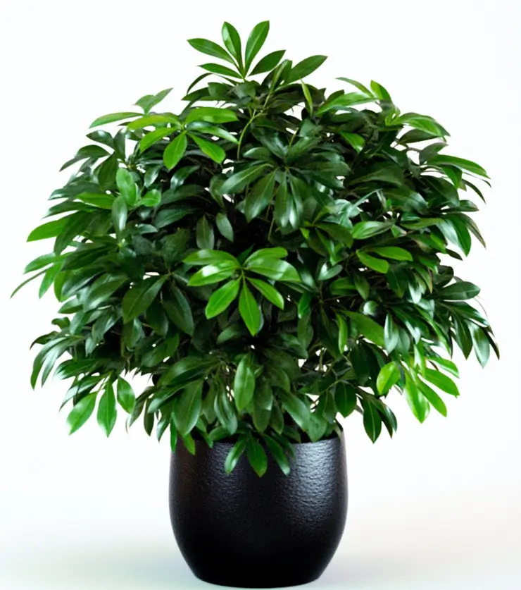 Potted Schefflera