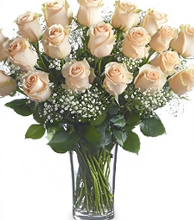 Creamy Velvety Roses
