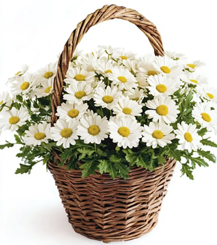 Rustic Basket of Daisies