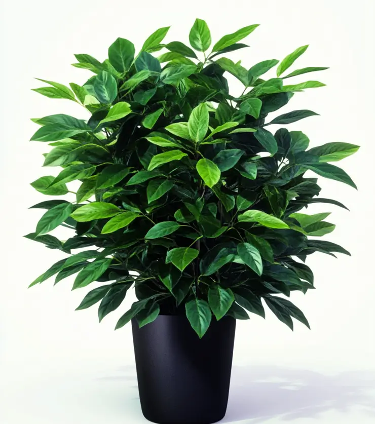 Potted Schefflera
