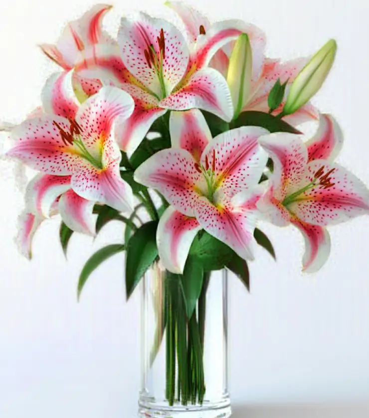 Birthday lily surprise